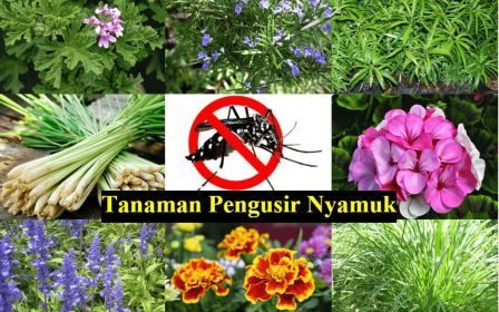 Cara Pencegahan Demam Berdarah Dengue di Rumah